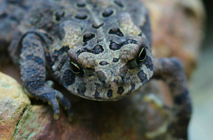 American Toad